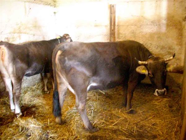 Cows at the Agriturismo Al Ghiottone