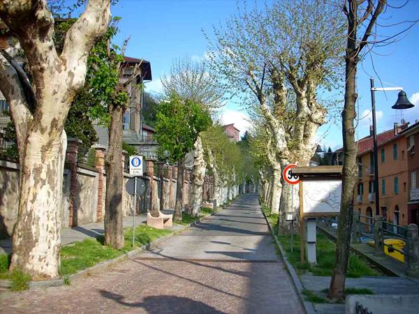 A tree-lined street