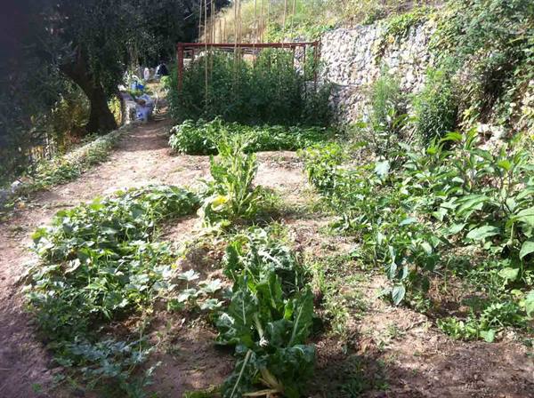 The vegetable garden cultivated by the owners of Ristorante Lo Scoglio