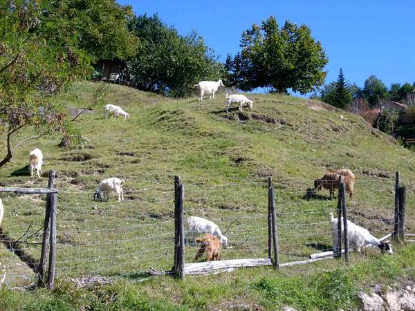 Goats in a garden