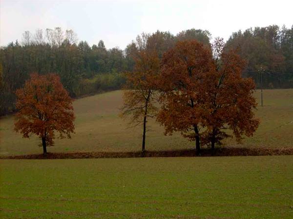 The autumn landscape