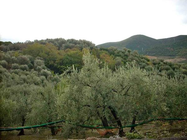 An olive grove in Boissano