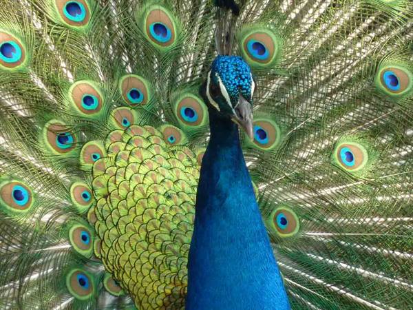One of the peacocks in the garden of Hotel Ristorante Julia in Cassano d'Adda