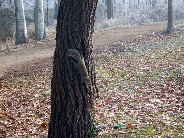 A squirrel in the Legnano Park