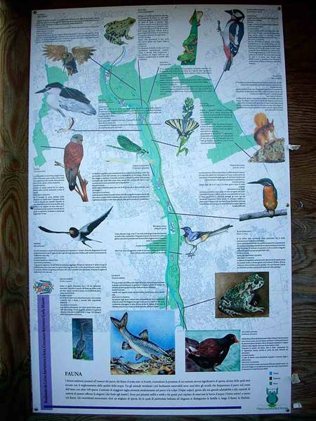 The wildlife of the Olona Valley