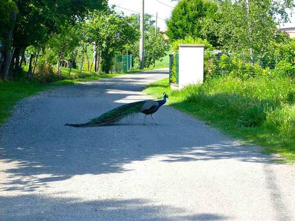 The peacock we met
