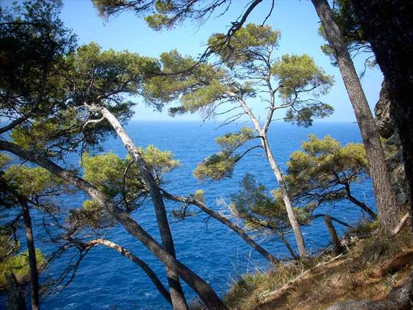 The masts bowing toward the sea