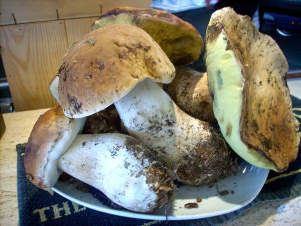 The porcini mushrooms of Osteria del Chiosco