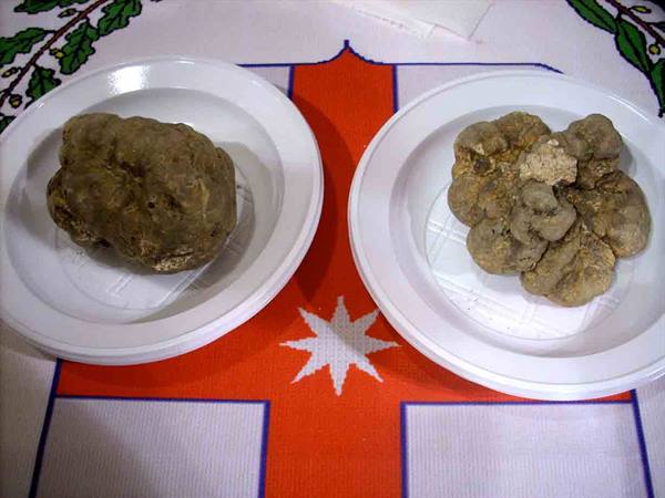Two white truffles displayed on plastic plates over a patterned cloth