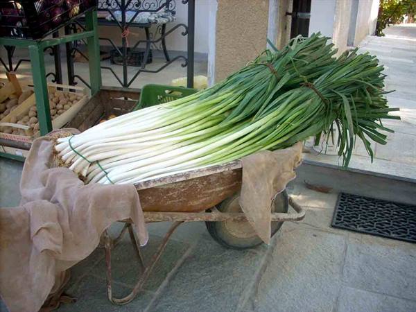 The fabulous leeks of Cervere