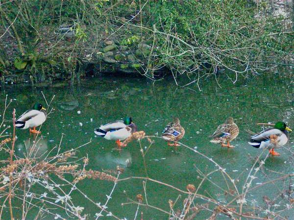 In the park of Legnano