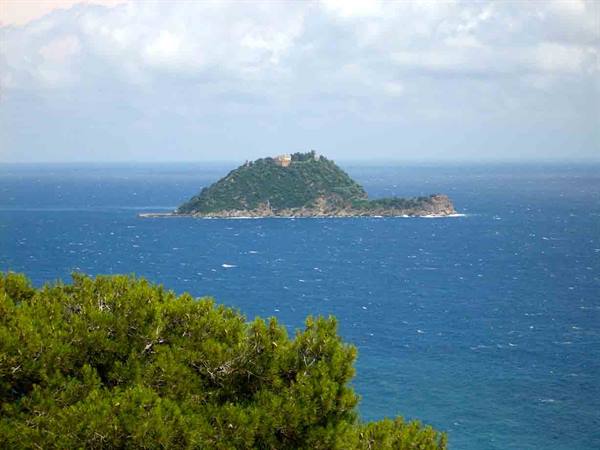 Green vegetated island in the blue sea, pine branches in foreground