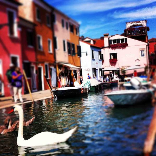 Swan gliding along a Burano canal among boats and colorful houses