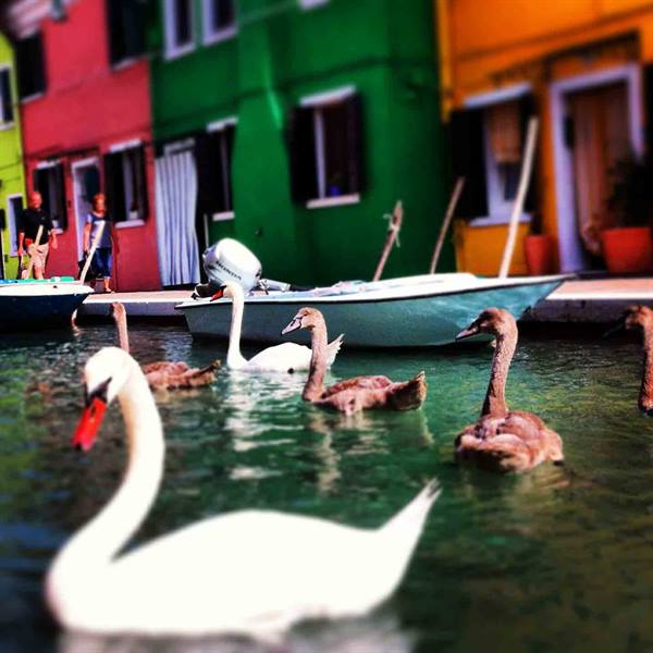 Swans and cygnets swim in front of boats and colorful Burano houses