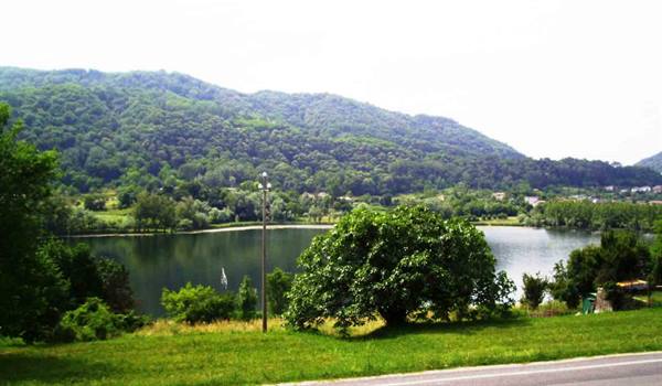 Beside the asphalt a leafy tree stands before a lake surrounded by wooded hills