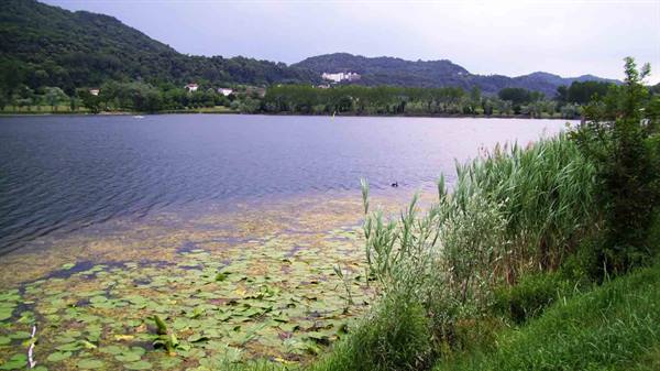 Lake with water lilies and green reeds, wooded hills behind