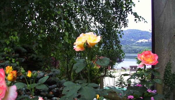 Yellow and pink roses blooming in front of a lake with hills