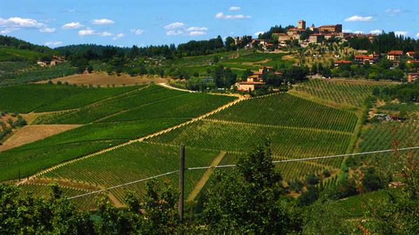 Rows of green vineyards below a hilltop stone village, morning light