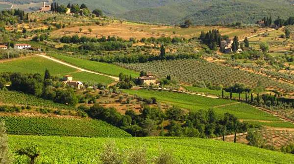 Tuscan hills with vineyards, olive groves and stone farmhouses under sun