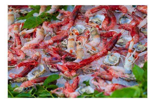 Red prawns and fresh oysters on crushed ice with green leaves