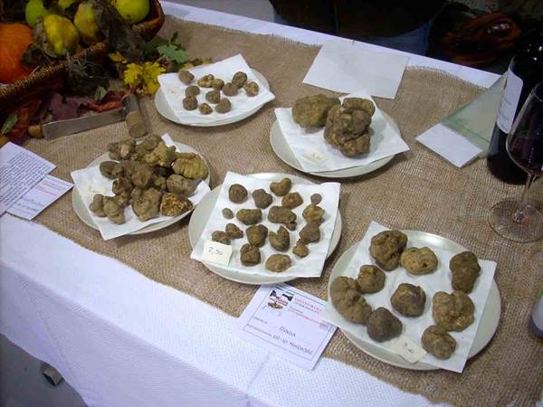 White truffles displayed on plates over a burlap tablecloth