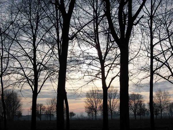 Bare trees silhouetted against a dawn sky, bare branches and mist