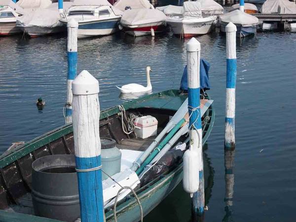 Swan beside a green moored boat among blue and white poles