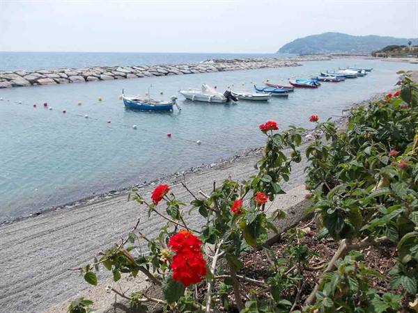 Blue boat and fishing boats moored by the breakwater, red flowers in foreground
