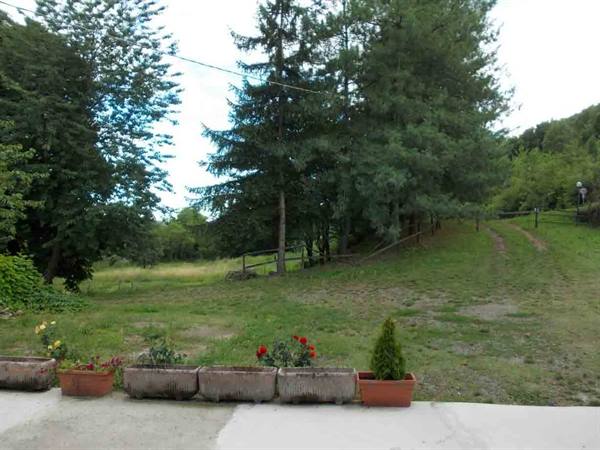 Concrete planters with roses on pavement in front of grassy meadow and fir trees