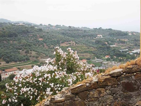 White oleander by a dry stone wall, cultivated hills and scattered houses below