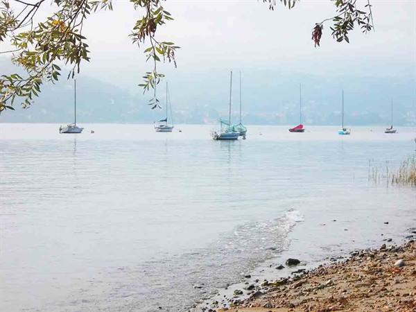 Sailboats moored in misty water, leafy branch overhead, pebbly shore