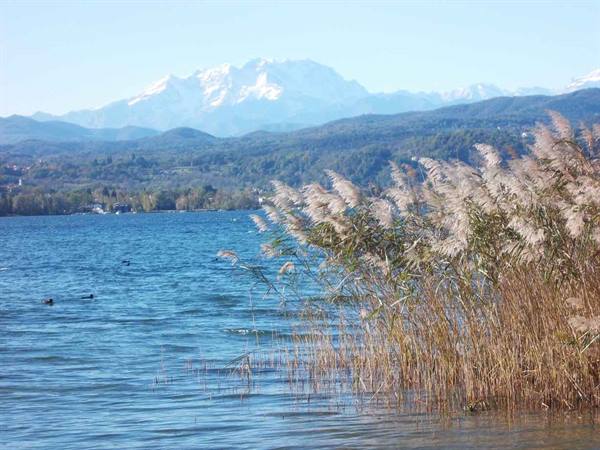 Golden reeds at the lakeshore, ducks swimming, snow-capped mountains in the background