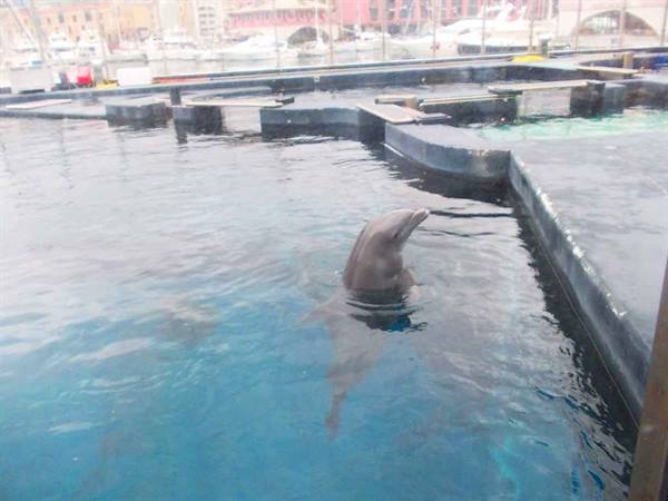 Dolphin emerging from blue water in a tank at Genoa harbor