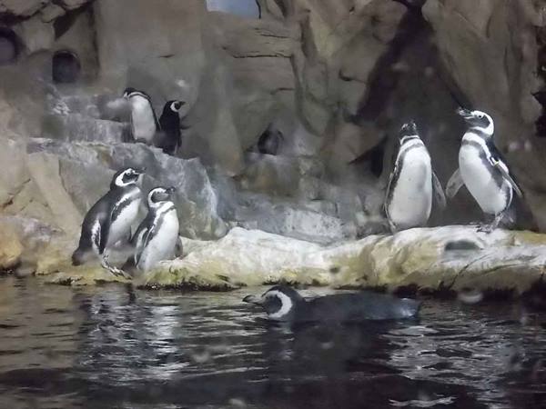 Humboldt penguins on grey rocks and swimming in aquarium water