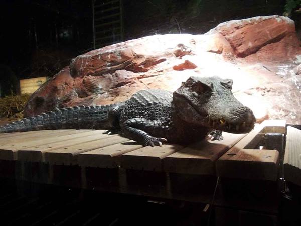 Caiman resting on wooden platform under warm light, reddish rock behind