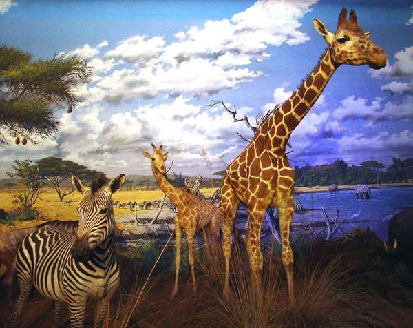 Museum diorama with taxidermied zebra and giraffes before a painted savanna backdrop