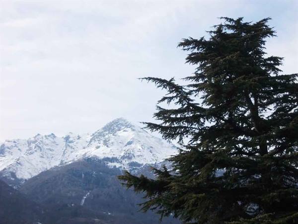 Dark cedar tree in front of snow-capped mountains under pale grey sky