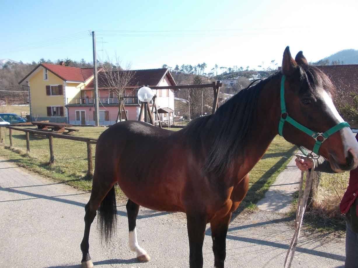 Cavallo baio con.rediluca verde in mano a una persona, case rurali sullo sfondo
