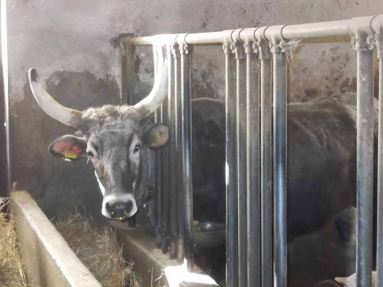 Mucca grigia con grandi corna dietro le sbarre metalliche della stalla