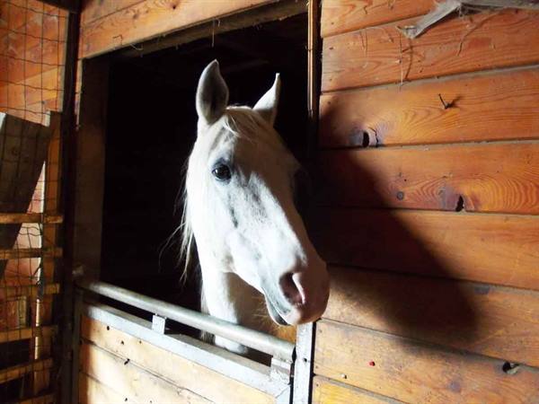 White horse with pale mane leans out of wooden stable door