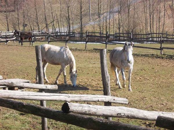 White horses grazing inside wooden fences, bare trees in the background