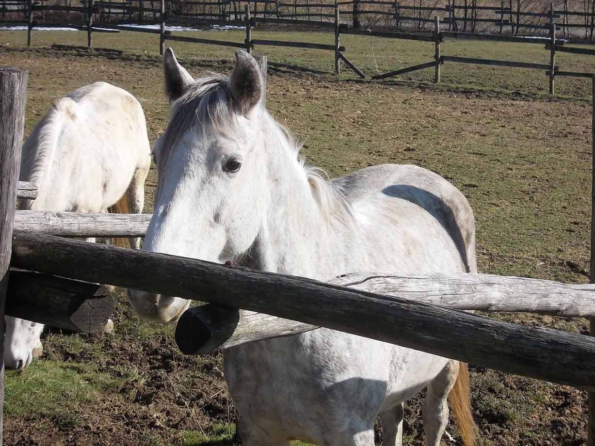 Cavallo bianco sporge il muso sopra la staccionata di legno, vicino ad altri cavalli al pascolo