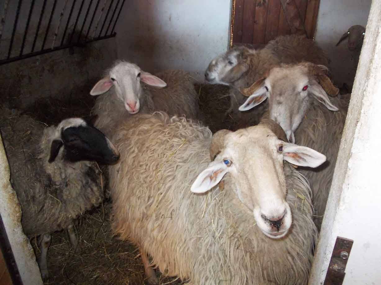 Pecore con vello folto in un stabulo buio, il ariete guarda verso la fotocamera