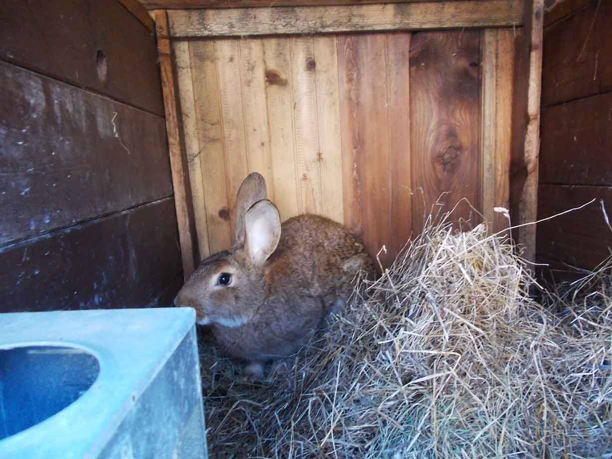 Coniglio marrone su fieno secco dentro una staccionata di legno, luce naturale
