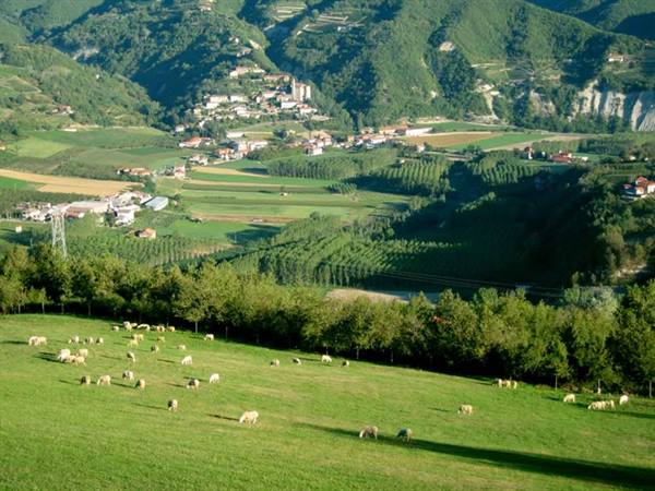 Cows grazing on green meadow, village among cultivated hills in the valley