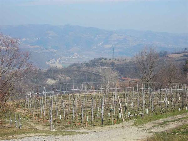 Winter vineyard with bare vines and posts among rolling hills