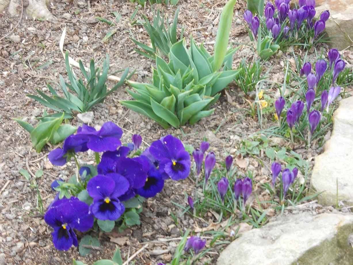 Viola e zafferani blu fioriscono tra pietre e terreno in un giardino