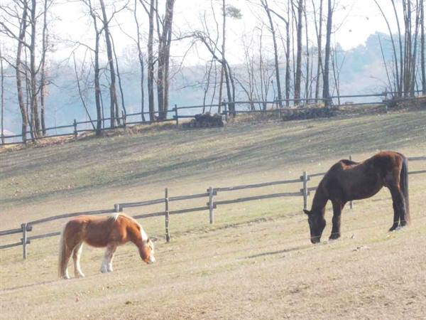 Two horses grazing in a meadow with wooden fences and bare trees