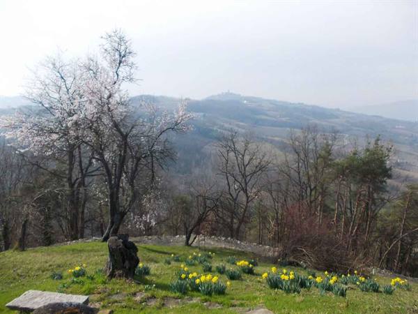 Blossoming trees and yellow daffodils in the foreground, bare hills behind
