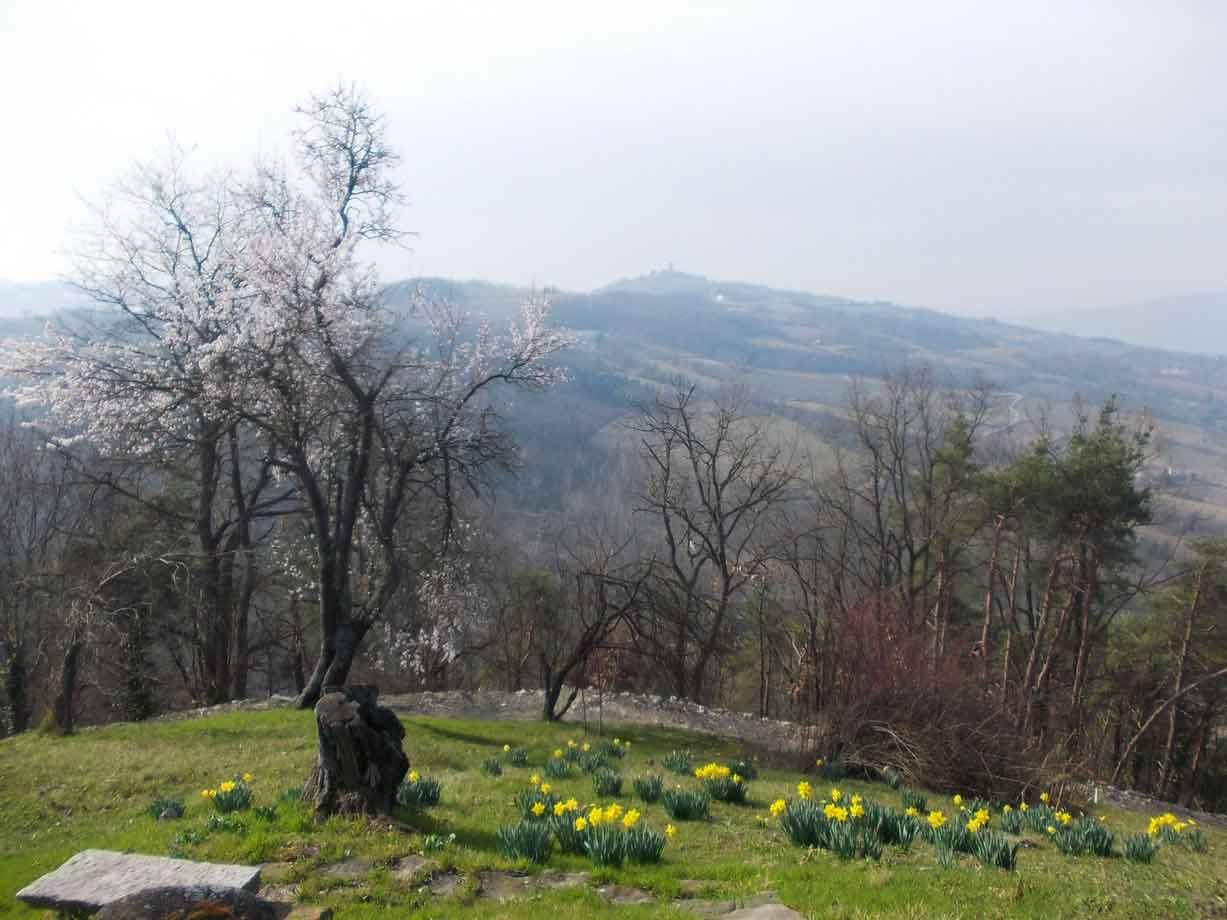 Alberi in fioritura e narcisi gialli in primo piano, colline brulle sullo sfondo
